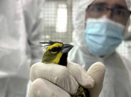 Por primera vez se realizó la repatriación de fauna silvestre víctima del tráfico ilegal