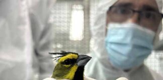 Por primera vez se realizó la repatriación de fauna silvestre víctima del tráfico ilegal
